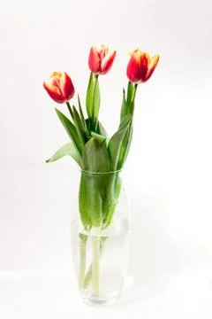 Spring easter tulips in bucket on white vintage background. Foto stock