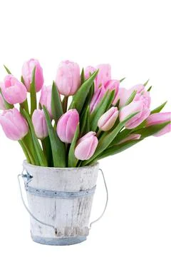 Spring easter tulips in bucket on white vintage background. Stock Photos