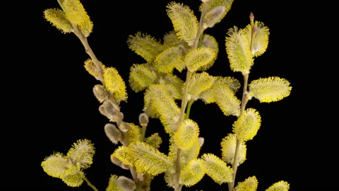 Spring Easter Willow Opening Yellow Fluffy Buds Stock Footage 151974504