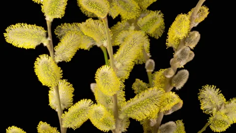 Spring Easter Willow Opening Yellow Fluffy Buds Stock Footage 152518127