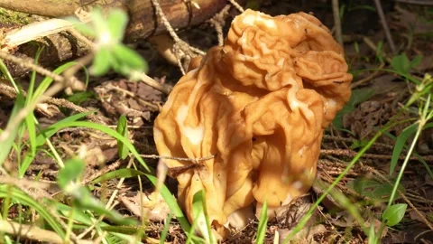 Spring edible mushroom morel Stockbeeldmateriaal 274065087