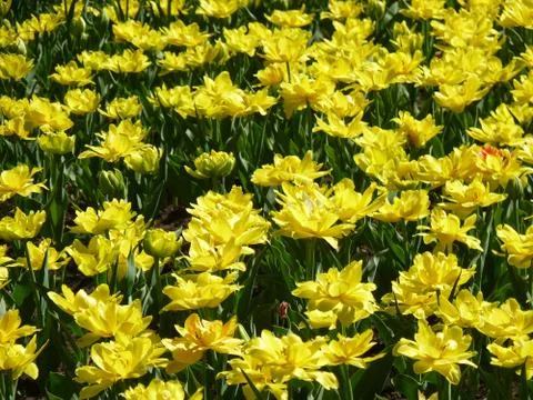 Spring edition Stock Photos