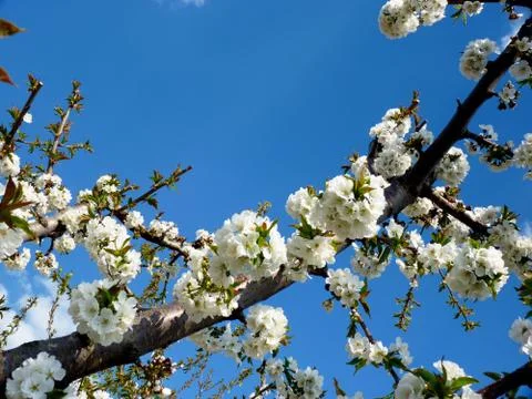 Spring edition Stock Photos