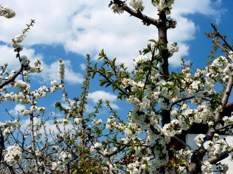 Spring edition Foto stock