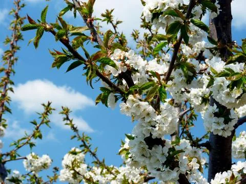 Spring edition Stock Photos