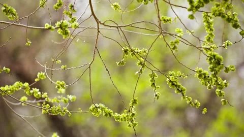 In spring, elm branches sprout and sway in the wind Видео 257060556