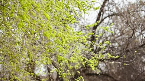 In spring, elm branches sprout 動画素材 257060431
