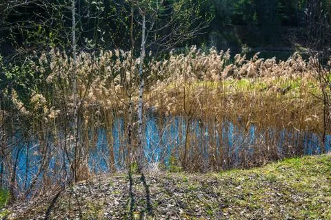Spring etude with two young birches and last year's cane. Stock Photos