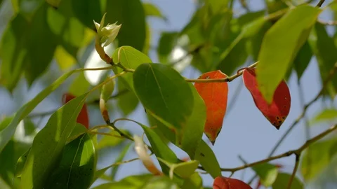 Spring eucalyptus leaves close up shot Stock Footage 107717190