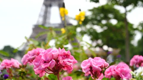 Spring in Europe, Eiffel Tower and pink flowers in the foreground, Paris, France Stock Footage 237923848