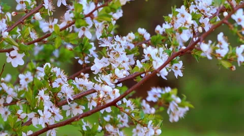 Spring Evening in the Cherry Garden Stock Footage 60235271