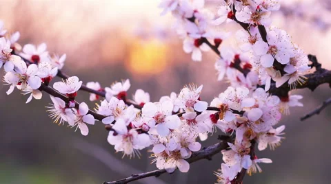 Spring Evening in the Cherry Garden Stock Footage 68860178