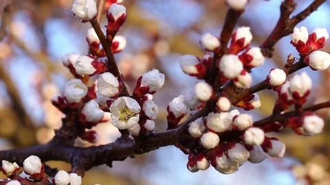 Spring Evening in the Cherry Garden Stock Footage 70928806