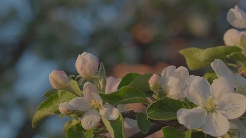 Spring evening. Stock Footage 89467857