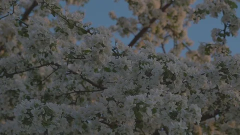 Spring evening Stock Footage 89468582