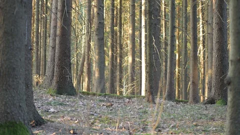 Spring Evening Forest. Time lapse Video stock 129463502