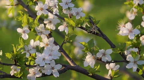 Spring Evening in the Fruit Orchard Stock Footage 49743923