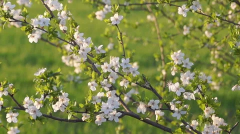 Spring Evening in the Fruit Orchard Stock Footage 49744182