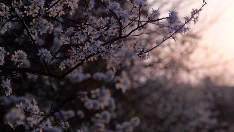 Spring Evening Glow Cinematic Shot County Fermanagh Northern Ireland Stock Footage 98946432