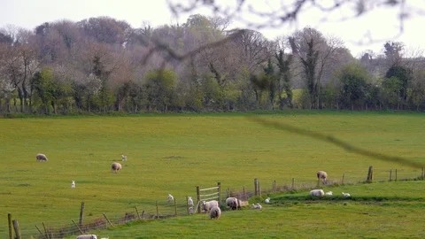 Spring Evening with Lambs and Rabbits County Fermanagh Northern Ireland Stock-Footage 98948145