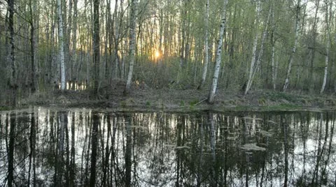 Spring evening landscape in the forest Stock Footage 10953584