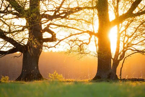 Spring evening on meadow Stock Photos