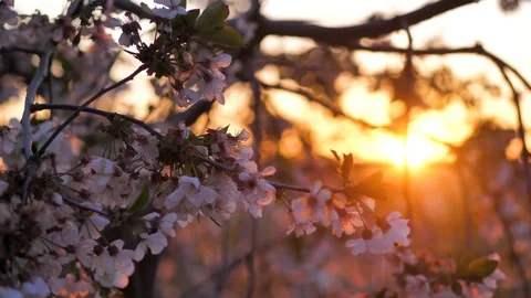 Spring. Evening in the orchard. Sunset. Cherry blossoms. Close-up Stock Footage 129260997