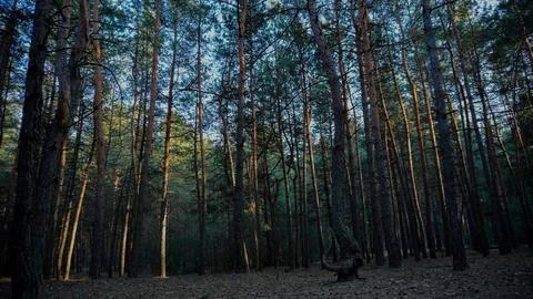 Spring evening in a pine forest Stock Photos