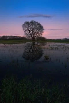 Spring evening view of a large tree reflected in the calm water of a meadow Stock-Fotos
