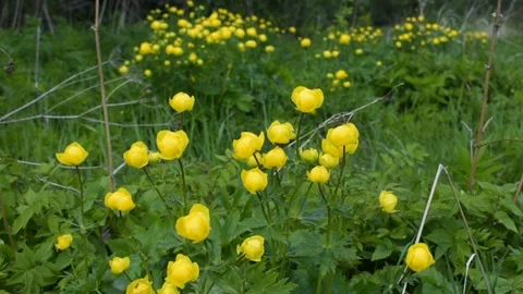 Spring evening, yellow flowers in field Stock Footage 138939559