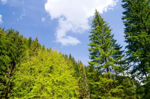 Spring evergreen forest under blue sky Photos