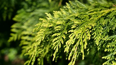 Spring evolving branch of Western Redcedar, moving in light wind Stock Footage 320904418