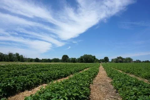 Spring farm field Stock Photos