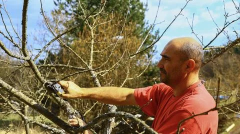Spring farm maintenance – man pruning a fruit tree with gardening shears Stock Photos