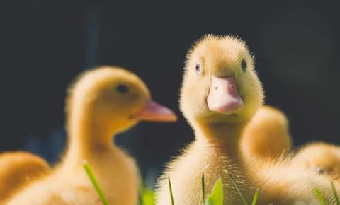 Spring at the farm. Stock Photos