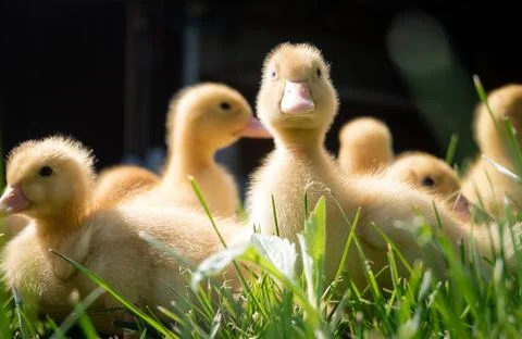 Spring at the farm. Stock Photos