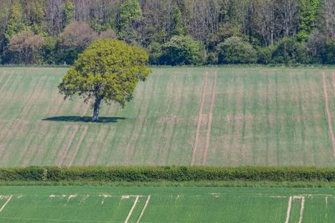 A Spring Farm View Stock Photos