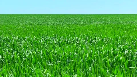 Spring on the farm. Wheat field. Green ears of unripe wheat Stock Footage 60985564