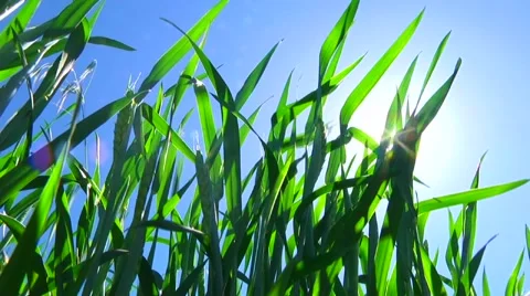 Spring on the farm. Wheat field. Green ears of wheat on the sky background Video stock 60985597