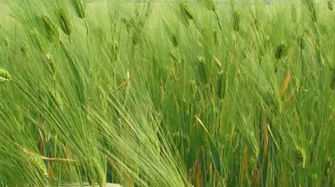 Spring in farmland Stock Footage 21946601