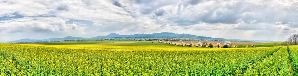 Spring farmland Stock Photos