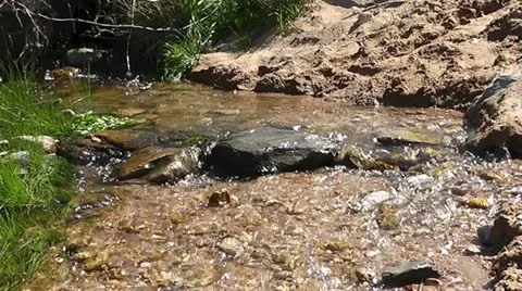 Spring Feeding the Pedernales River Stock Footage 22339147