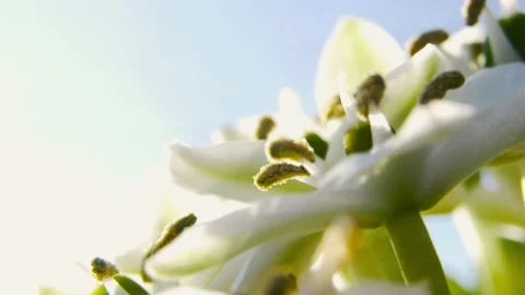 Spring feeling macro close-up shot of a white flower with yellow stamens. Stock Footage 179015432