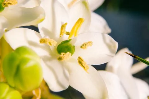 Spring feeling macro close-up shot of a white flower with yellow stamens. Stock Photos
