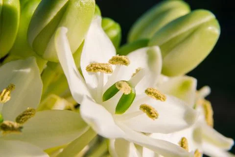 Spring feeling macro close-up shot of a white flower with yellow stamens. Stock Photos