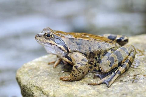 Spring female frog Stock Photos