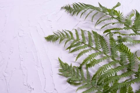 Spring fern branches on the wall Stock Photos