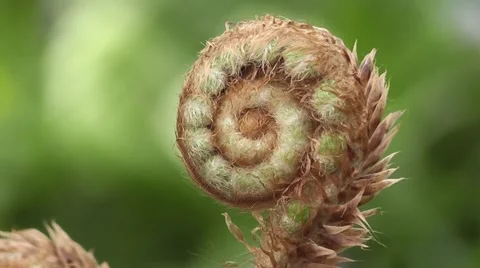 Spring Fern Frond With Fibonacci Phi Spiral Golden Ratio Stock Footage