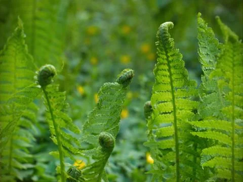Spring fern Stock Photos
