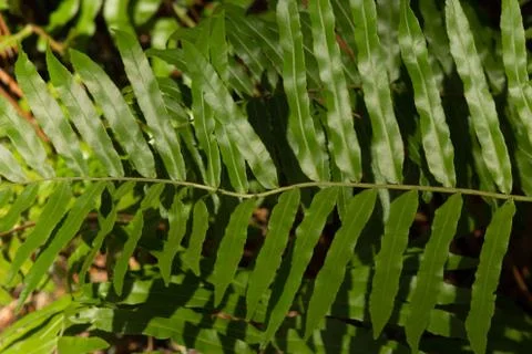Spring fern Stock Photos